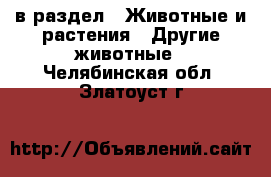  в раздел : Животные и растения » Другие животные . Челябинская обл.,Златоуст г.